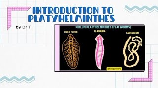 Introduction to platyhelminthes flatworms [upl. by Montfort874]