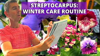 STREPTOCARPUS  WINTER CARE ROUTINE [upl. by Cristi]