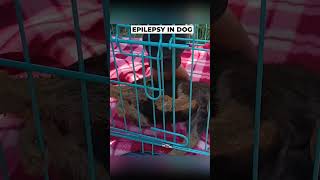 Epilepsy amp Seizure in a Dog epilepsy [upl. by Bonne765]