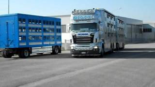 scania R Zilio v8 trasporto bestiame [upl. by Acinomed754]