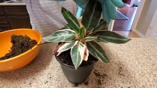 REPOTTING MY STROMANTHE TRIOSTAR PLANT  DONNA JOSHI [upl. by Lladnyk14]