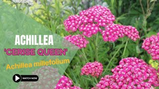 Achillea Cerise Queen  Achillea Millefolium  TinyLeaf [upl. by Eiba373]