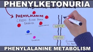 Phenylketonuria and its metabolism [upl. by Yziar]