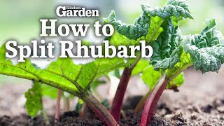 Splitting Rhubarb  How To Guide  Kitchen Garden Magazine [upl. by Monto714]