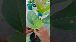 Ficus Bonsai Pruning Tips for Beginners  Quick Guide shorts ficusbonsai pruning [upl. by Amitie]