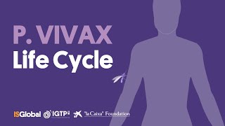 Plasmodium Vivax Life Cycle [upl. by Tesil35]