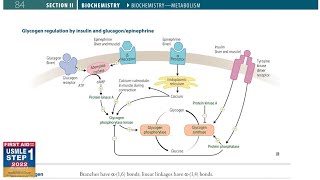 Glycogen Regulation by insulin and GlucagonEpinephrine  Biochemistry  23  First Aid USMLE Step 1 [upl. by Sherri]