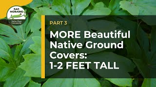 MORE Native Ground Covers LOW PLANTS 12 feet tall to Suppress Weeds [upl. by Adnamar]