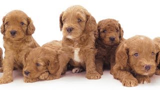 Comprar cachorro Labradoodle Australian Cobberdog  Criadero Labradoodle  DOGKING [upl. by Rochelle]