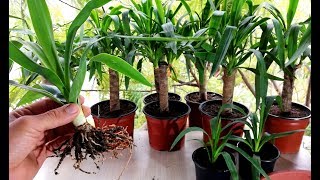 How to propagate Yucca plant from cutting [upl. by Berk]