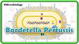 Bordetella Pertussis Animation  Microbiology USMLE Step 1 [upl. by Lainahtan]