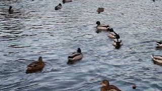 Greenhead Park Ducks 161223 [upl. by Annabela104]