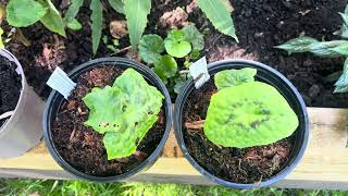 Podophyllum  Spotty Dotty and more [upl. by Annirtak]