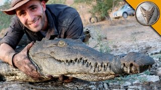 Crocodile Caught in Drainpipe [upl. by Moia]