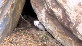 Lumikko juoksee ympäriinsä  Least weasel running around [upl. by Lorelie]