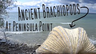 ANCIENT BRACHIOPOD FOSSILS AT PENINSULA POINT [upl. by Alisia200]