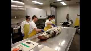 Postmortem examination on a grey seal [upl. by Asiel]