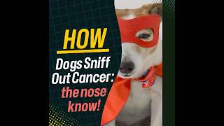 🐶 How dogs sniff out cancer the nose knowsshorts [upl. by Tterb]