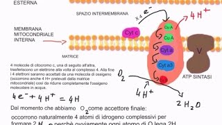 CORSO DI BIOCHIMICA  LEZIONE 19 DI 47  FOSFORILAZIONE OSSIDATIVA E SINTESI DI ATP  PARTE 5 [upl. by Alemap423]