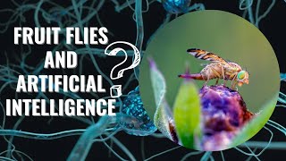 Fruit Fly Brain Mapping Resembles Artificial Intelligence Models [upl. by Eiboj]