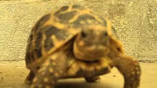 Big Star Tortoise Close Up Taking Breath [upl. by Ard]