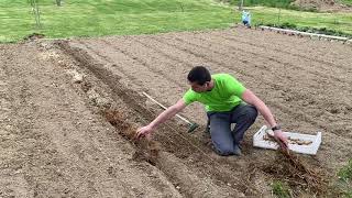 Plantation des pommes de terre  période et techniques idéales  culture en terre ou en paille [upl. by Siramed]