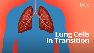 Lung Stem Cells in Transition A Culprit in Lung Fibrosis [upl. by Ecinaj]