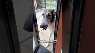 once you let a sighthound in there’s no going back snoot sighthound borzoi silkenwindhound lore [upl. by Jaffe]