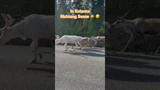 Die Karawane zieht weiter Rentiere in Schweden 🇸🇪 shorts [upl. by Nickolas]