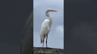 Great Egret White Heron Jamaica Gaulin [upl. by Marfe]