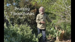 How to Prune Tibouchinas [upl. by Mavilia201]