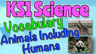 ANIMALS INCLUDING HUMANS KS1 SCIENCE VOCABULARY by Miss Ellis sciencevocabulary [upl. by Elram218]