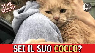 Il Tuo Gatto Ti Ha Scelto Ecco i Segnali che Lo Dimostrano [upl. by Gennie711]