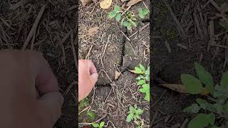 Radishes growing in dry food plot soybean field soilhealth covercrops foodplots [upl. by Ardnuasac]