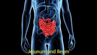 সহজ বাংলায় Jejunum and Ileum by Prof Dr Md Ashfaqur Rahman [upl. by Zachery]