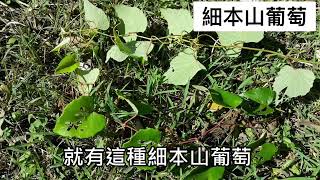 細本山葡萄為葡萄科葡萄屬 Vitis ficifolia var ficifolia 植物 [upl. by Anahsek256]