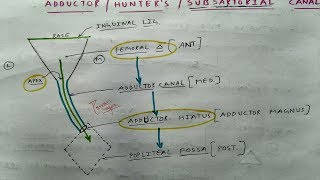 Adductor Canal  1  Lower Limb Anatomy  TCML [upl. by Darnell461]