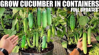 How to Grow Cucumbers to Produce a Lot of Fruit in Pots  FULL INFORMATION [upl. by Lolande629]