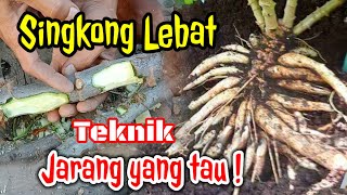 Teknik tanam singkong agar berbuah banyak hasil melimpah [upl. by Darn]