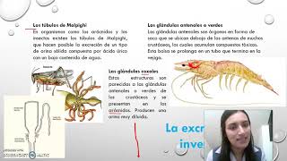 EXCRECION EN ANIMALES INVERTEBRADOS Y VERTEBRADOS [upl. by Arvin]