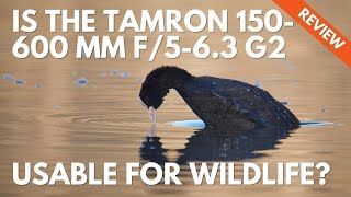 Tamron 150600mm G2 How to Use it for Wildlife Photography and Review [upl. by Cutlip83]