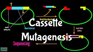 Cassette Mutagenesis  Site Directed Mutagenesis  Oligonucleotide Directed Mutagenesis [upl. by Aicenad905]