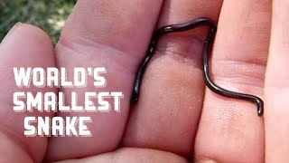 WORLD’S SMALLEST SNAKE  Wildly Indian [upl. by Madi961]