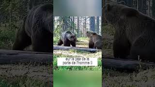 Lhistoire touchante dune mère ourse et de ses oursons shorts ours animaux [upl. by Rehpotsirhcnhoj]