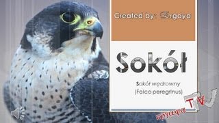 Sokół wędrowny Falco peregrinus odgłosy [upl. by Blisse]