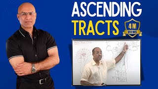 Spinothalamic Tract  Ascending Tracts  Spinocerebellar Tract  Neuroanatomy [upl. by Akcire]