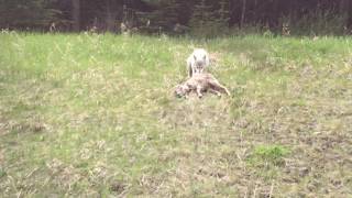 Wolf Attack on Big Horn Sheep Kananaskis Rare Jukin Media Verified Original [upl. by Medardas]