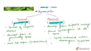 LIVERWORTS [upl. by Gainer]