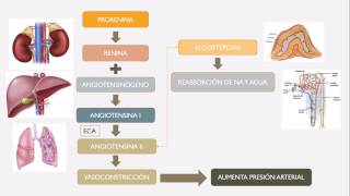 Sistema Renina Angiotensina Aldosterona [upl. by Amalle]