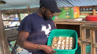 STORING FERTILIZED EGGS FOR HATCHING  Quick notes how to store fertile Eggs for hatching [upl. by Anni]